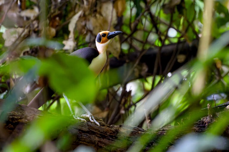 In search of the ‘rare and beautiful’ in an Ivorian rainforest