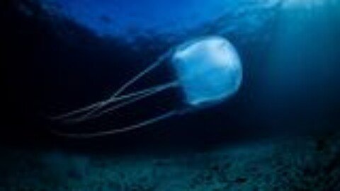 Box Jellyfish Venom Punctures Cells, Disrupts the Heart, and Can Kill Within Minutes
