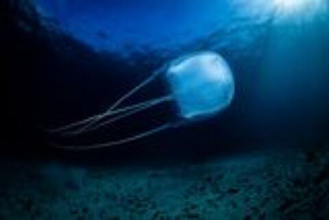 Box Jellyfish Venom Punctures Cells, Disrupts the Heart, and Can Kill Within Minutes
