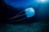 Box Jellyfish Venom Punctures Cells, Disrupts the Heart, and Can Kill Within Minutes