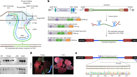 Efficient site-specific gene addition using R2 retrotransposons in tobacco and rice