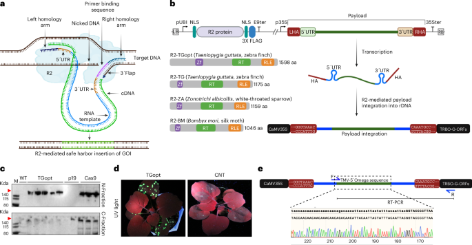 Efficient site-specific gene addition using R2 retrotransposons in tobacco and rice