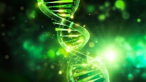 Scientists Discover a Gene That Boosts Youth – but It Comes With a Cost