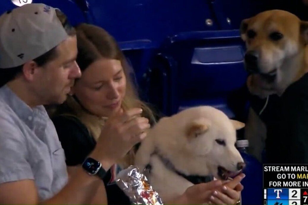 Dog watches with envy as another canine is fed a hotdog at MLB game