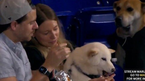 Dog watches with envy as another canine is fed a hotdog at MLB game
