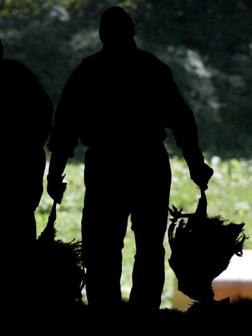 Chickens culled, global outbreaks: Bird flu’s deadly rise, in numbers