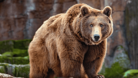 How to Not Get Mauled on Your Hike This Summer