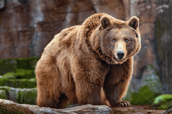How to Not Get Mauled on Your Hike This Summer