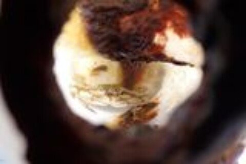 A Crab Survived Two Months Trapped in a Plastic Bottle in the Pacific After Growing Too Big to Escape