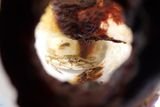 A Crab Survived Two Months Trapped in a Plastic Bottle in the Pacific After Growing Too Big to Escape