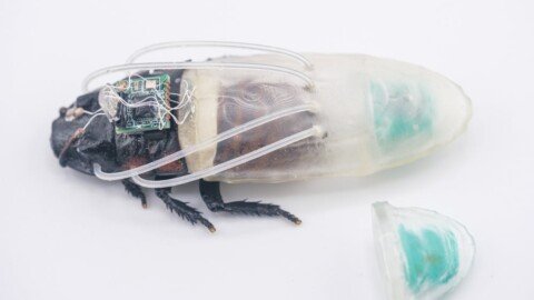 Researchers Built a Scuba Suit for Cyborg Cockroaches