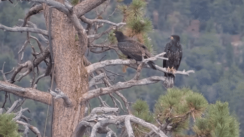 How much longer will eaglets Sandy and Luna stay on the nest?