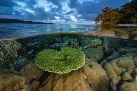 Melanesian nations announce intention to create massive ocean reserve corridor