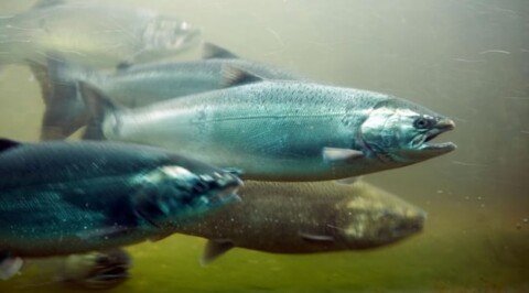 Evidence of interbreeding with farmed fish raises fears for wild salmon