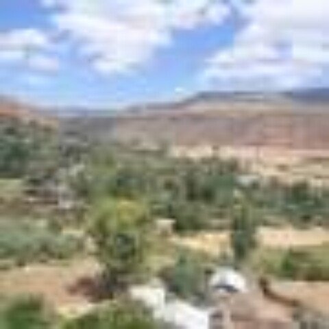 Tigray’s old grapevines have survived against the odds: New research uncovers their genetic and historic value