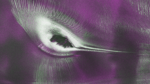 Why an Icy Hummingbird Has Emerged in Antarctica