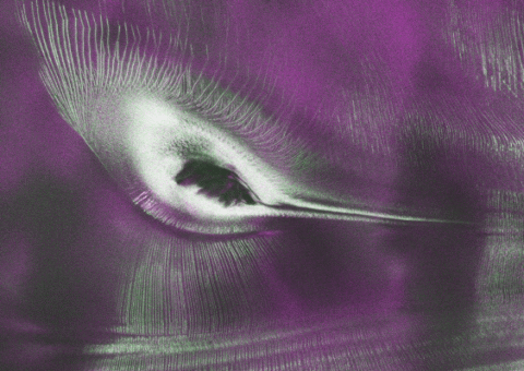 Why an Icy Hummingbird Has Emerged in Antarctica