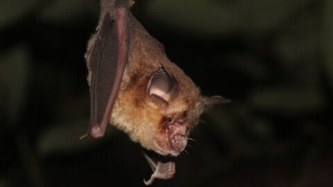 Study investigates how to prevent viral spread from bat guano in Southeast Asia