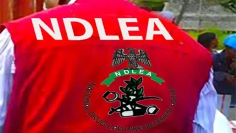 Edo: NDLEA, Army raid drug spots, seize 604.5kg of cannabis