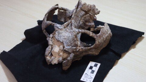 This 236-Million-Year-Old Fossil Just Rewrote the Story of Live Birth
