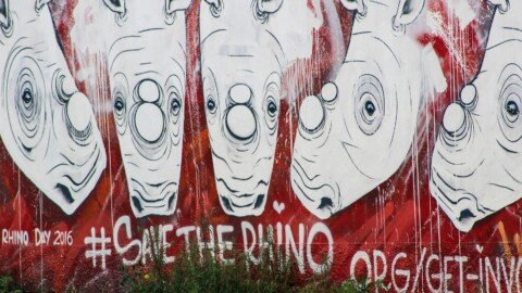 DOLLAR BOON: R10m windfall for African conservation after Australian ‘rhino rescue’ plan folds up
