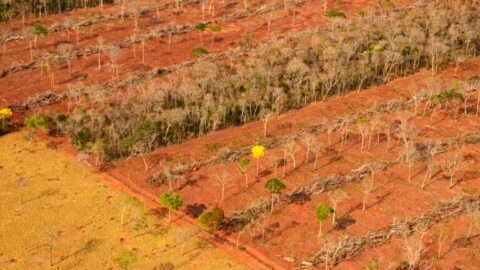 Planned Bolivia-Brazil highway threatens Chiquitania dry forest
