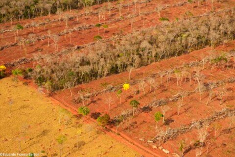Planned Bolivia-Brazil highway threatens Chiquitania dry forest