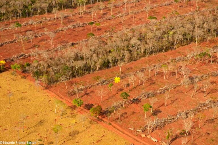 Planned Bolivia-Brazil highway threatens Chiquitania dry forest