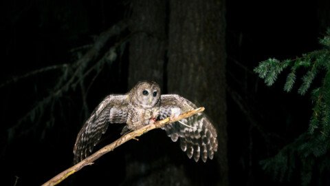 The fate of the Endangered Species Act rests on 2 simple words