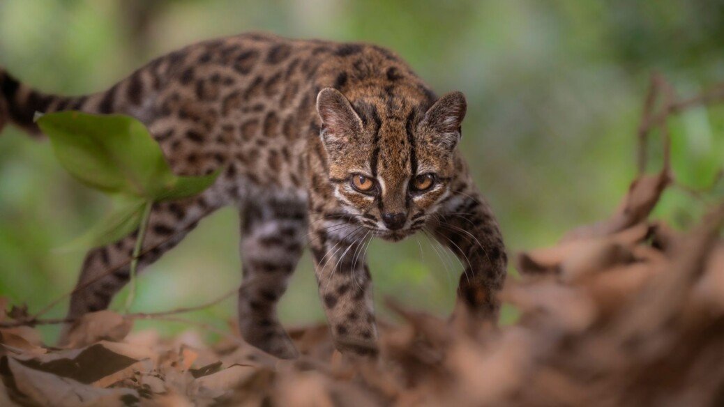 Tiger cat named 1st new feline species in century