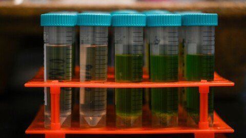 Colorado Marijuana Company Voluntarily Recalls Dozens of Contaminated Products Amid State Regulatory Delays
