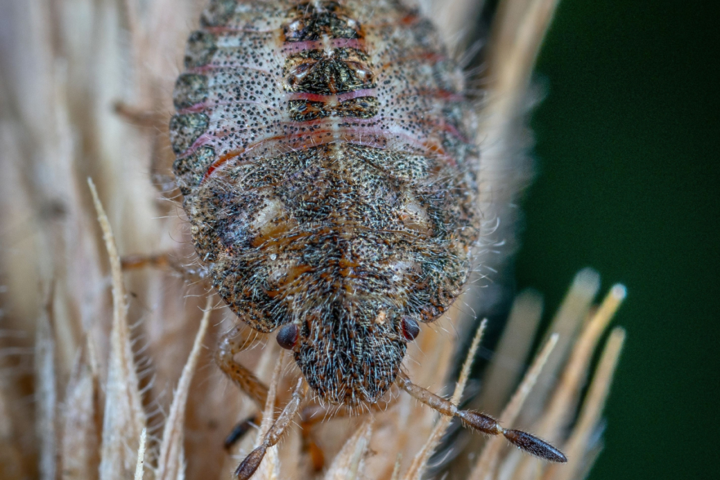 UK Rail Cancellations Spark Bedbug Panic: Why Commuters Fear Infestation More Than Delays
