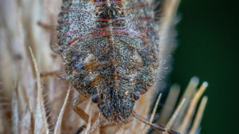 UK Rail Cancellations Spark Bedbug Panic: Why Commuters Fear Infestation More Than Delays