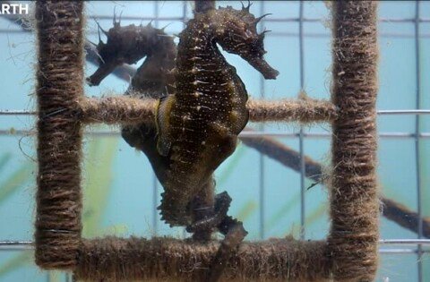 BBC Studios Releases New Trailer For ‘Blue Planet III’ Documentary Series