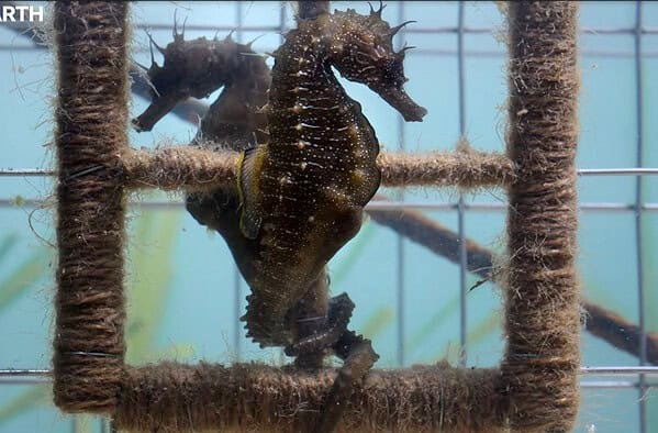 BBC Studios Releases New Trailer For ‘Blue Planet III’ Documentary Series