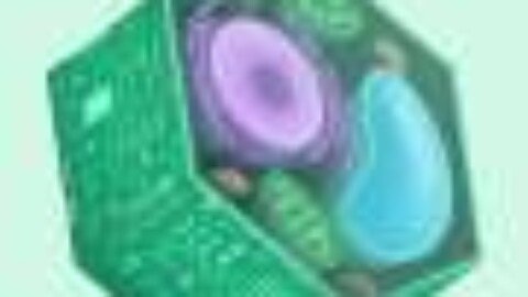 Fighting off microbial invasions drains plants’ iron stores, but one protein helps restore balance