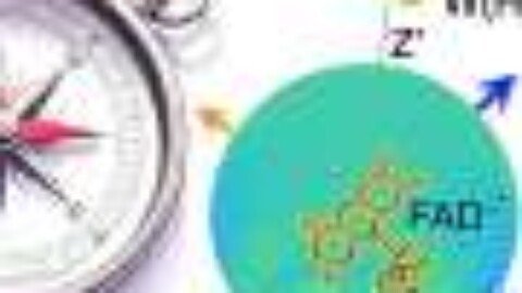 Small molecular twists may strengthen nature’s magnetic compass